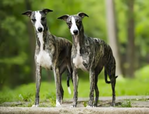 Whippet-Hunde