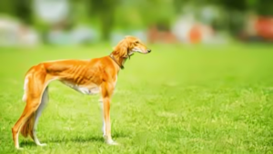 Saluki